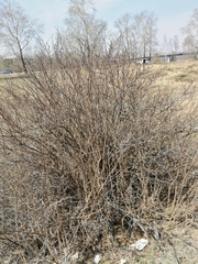 Rosa acicularis