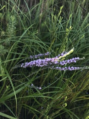 Amphithalea axillaris