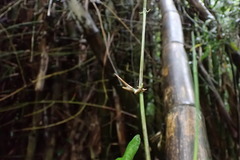 Bambusa stenostachya