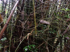 Bambusa stenostachya