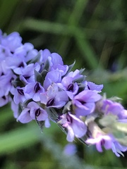 Amphithalea axillaris