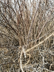 Rosa acicularis