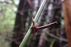 Bambusa stenostachya