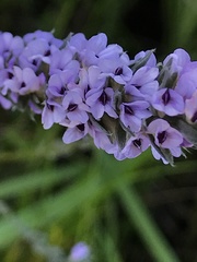 Amphithalea axillaris