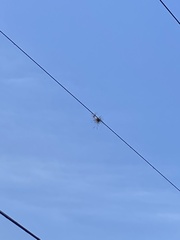 Tillandsia recurvata image