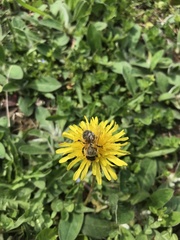Apis mellifera