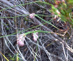 Erica innovans