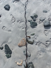 Macrocystis pyrifera