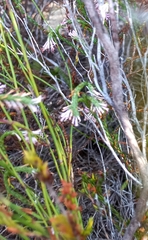 Erica innovans