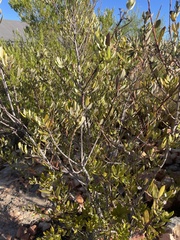 Phylica oleifolia