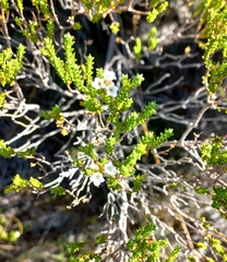 Euchaetis burchellii