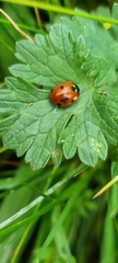 Coccinella septempunctata