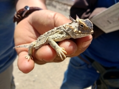 Phrynosoma cerroense