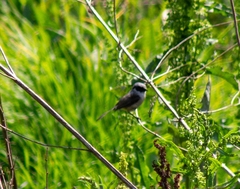 Psaltriparus minimus