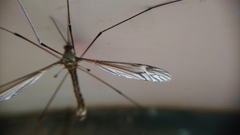Tipula lateralis