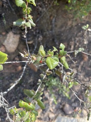 Rhamnus pilosa