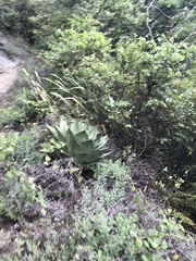 Agave ovatifolia