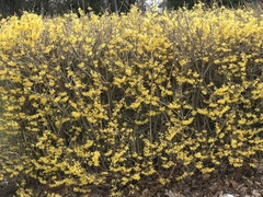 Forsythia