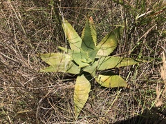 Aloe
