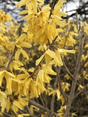 Forsythia