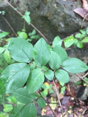 Sageretia