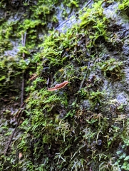 Parmacochlea