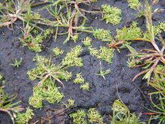 Callitriche marginata