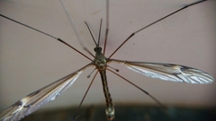 Tipula lateralis