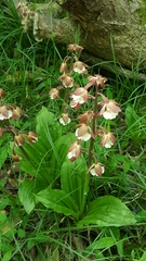Calanthe discolor