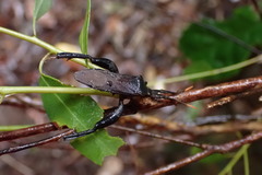 Pseudomictis obtusispinus