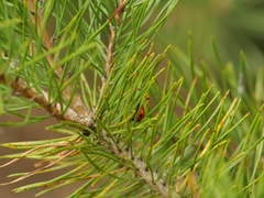 Coccinella septempunctata