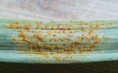 Melampsora galanthi-fragilis