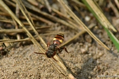 Nomada leucophthalma