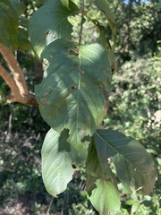 Vangueria madagascariensis