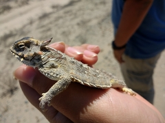 Phrynosoma cerroense