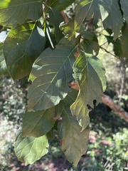 Vangueria madagascariensis