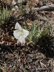Oenothera cespitosa