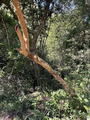 Vangueria madagascariensis