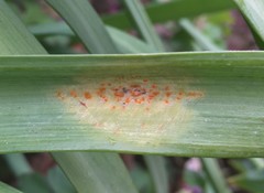 Melampsora galanthi-fragilis