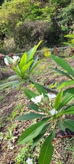 Plumeria obtusa