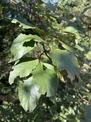 Vangueria madagascariensis