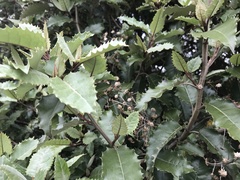 Olearia × macrodonta