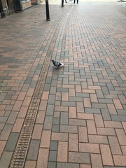 Columba livia domestica