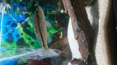 Centropristis striata