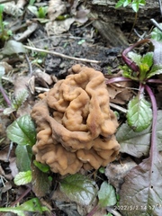 Gyromitra gigas