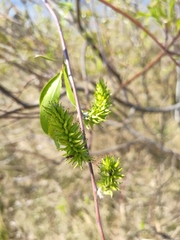 Salix acutifolia