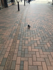 Columba livia domestica