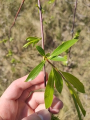 Salix acutifolia