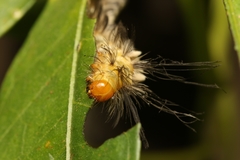 Euchromia folletii