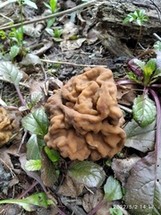 Gyromitra gigas